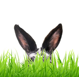 Weinhof Fam. Diem - Osterhase